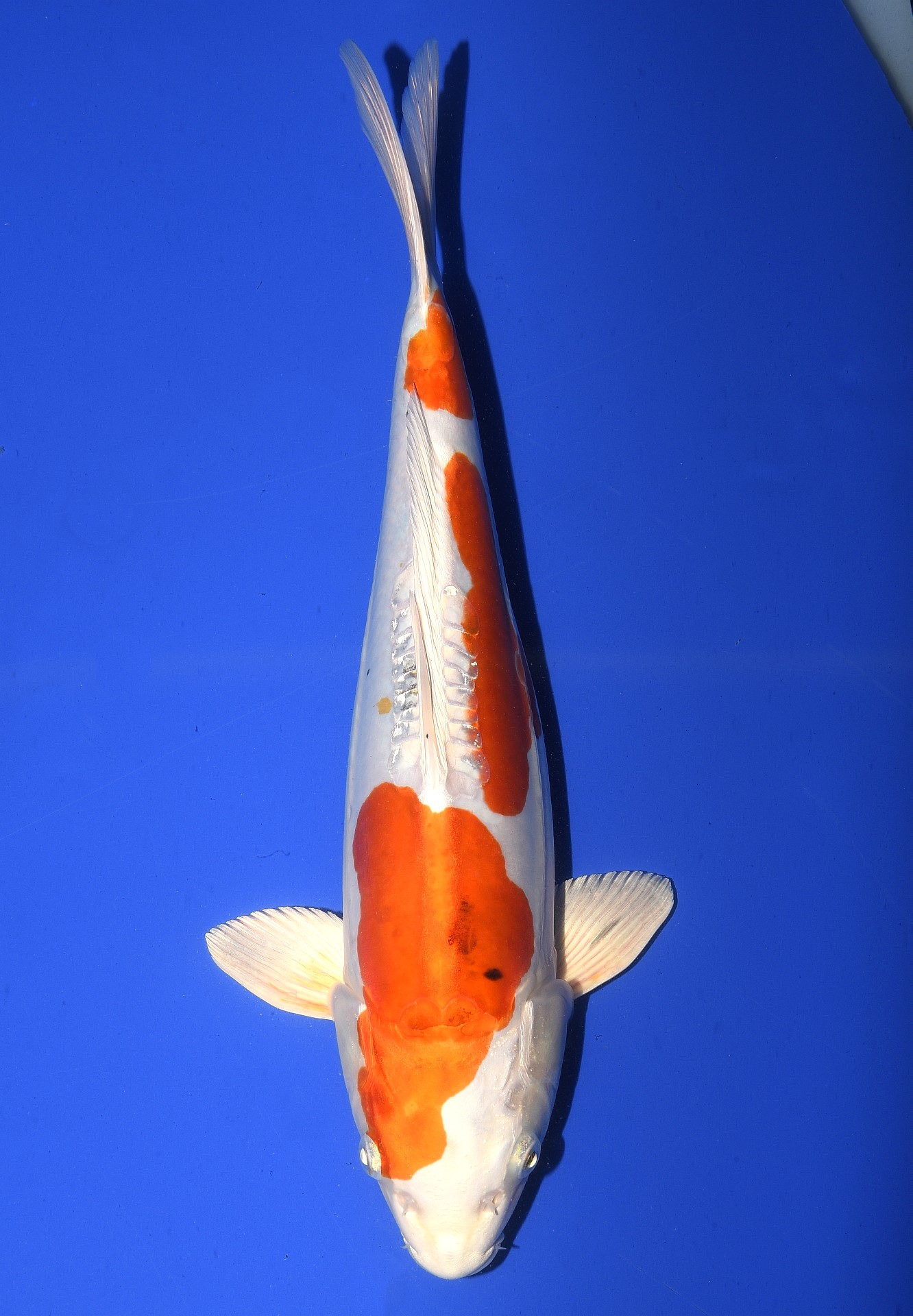 Doitsu Yamatonishiki