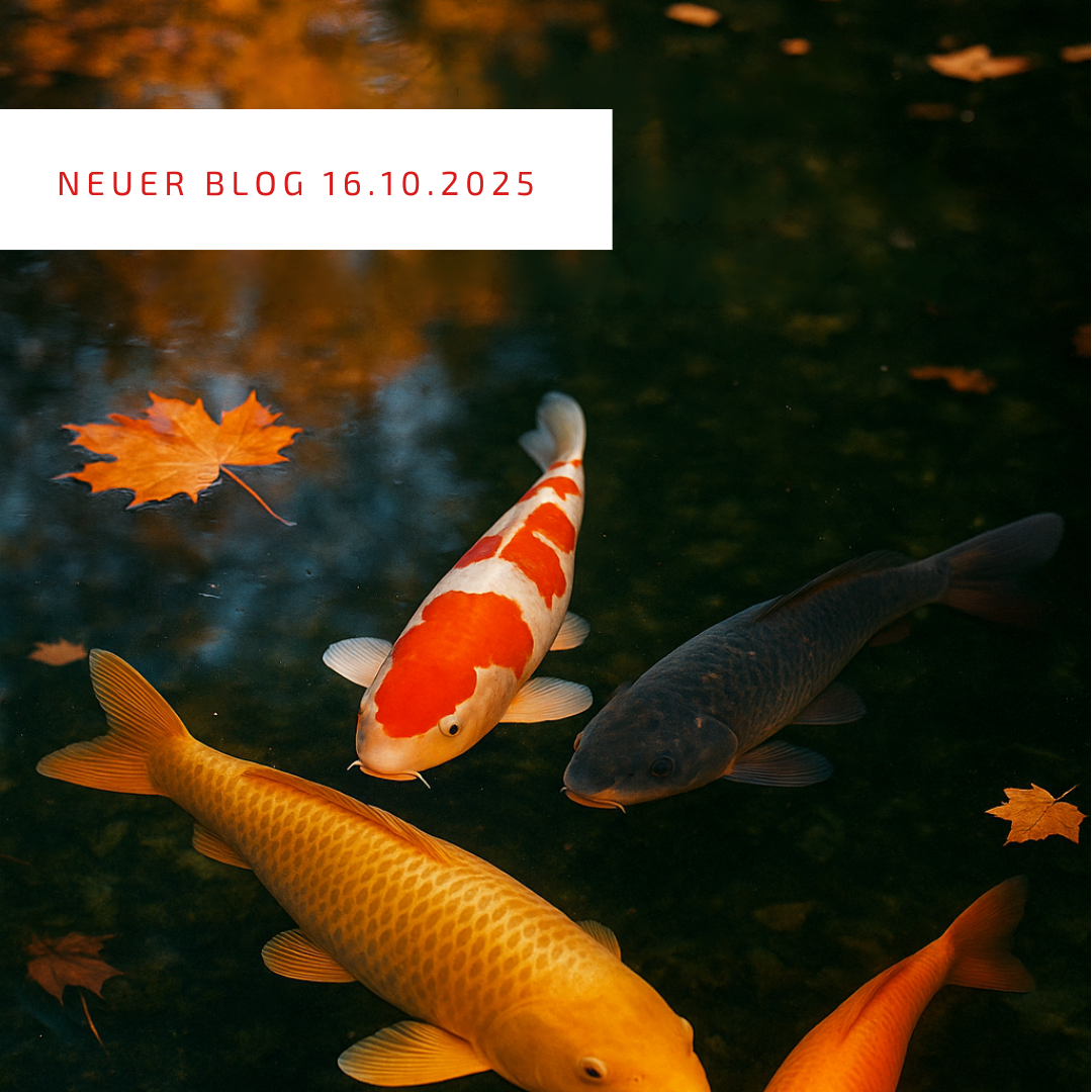 Koi im Herbst Blogpost 16.10.2025