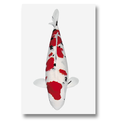 Koi-Autoaufkleber Sanke