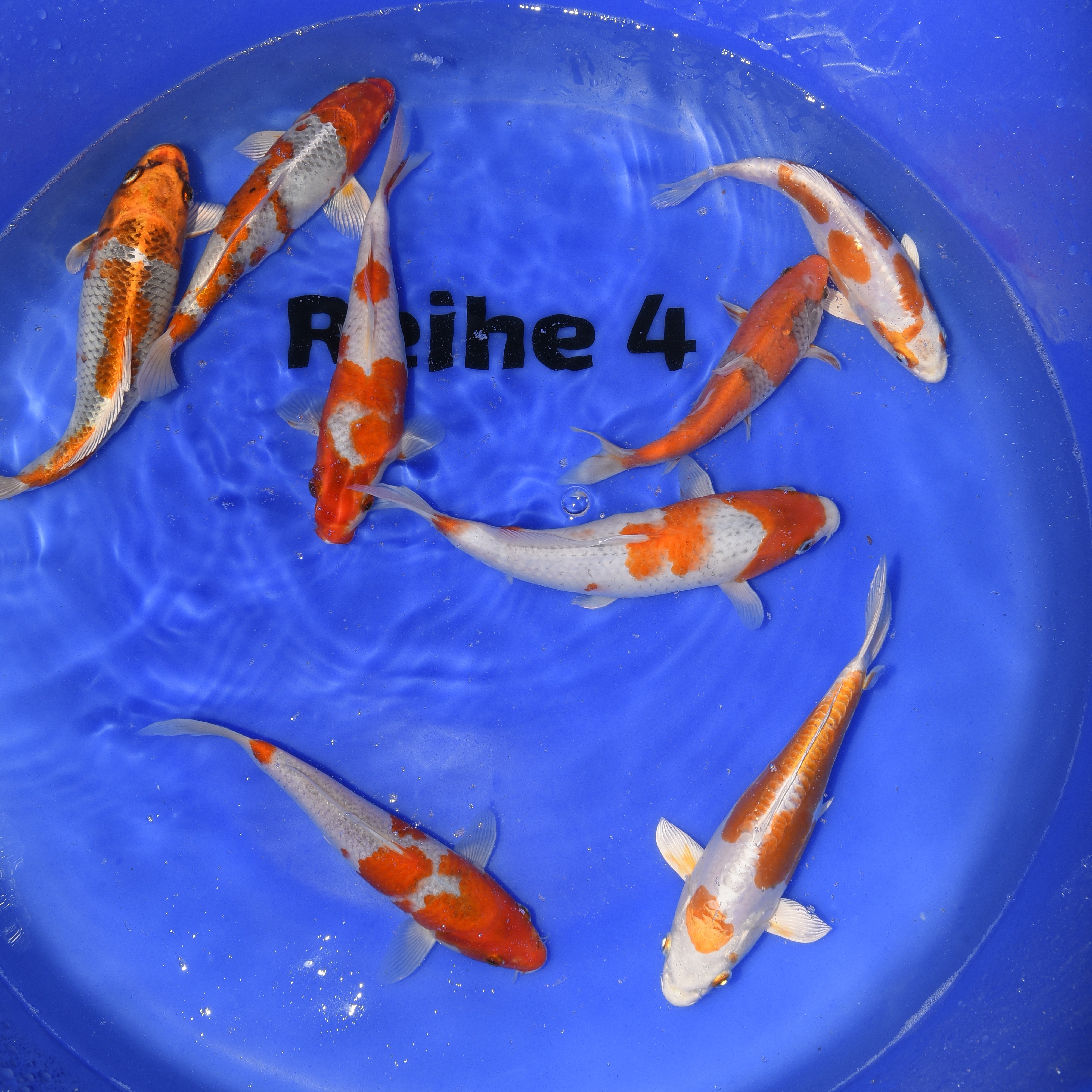 Tosai Mix 2024 (Aoki)