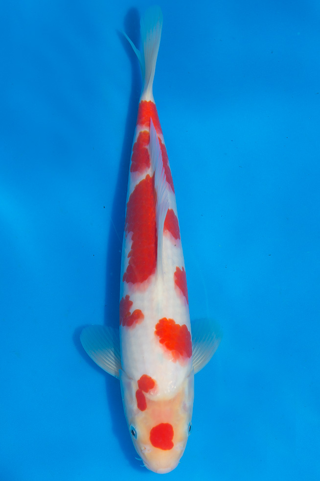 Kohaku-1-F-31cm-A-67V1KN70-DSC_2858