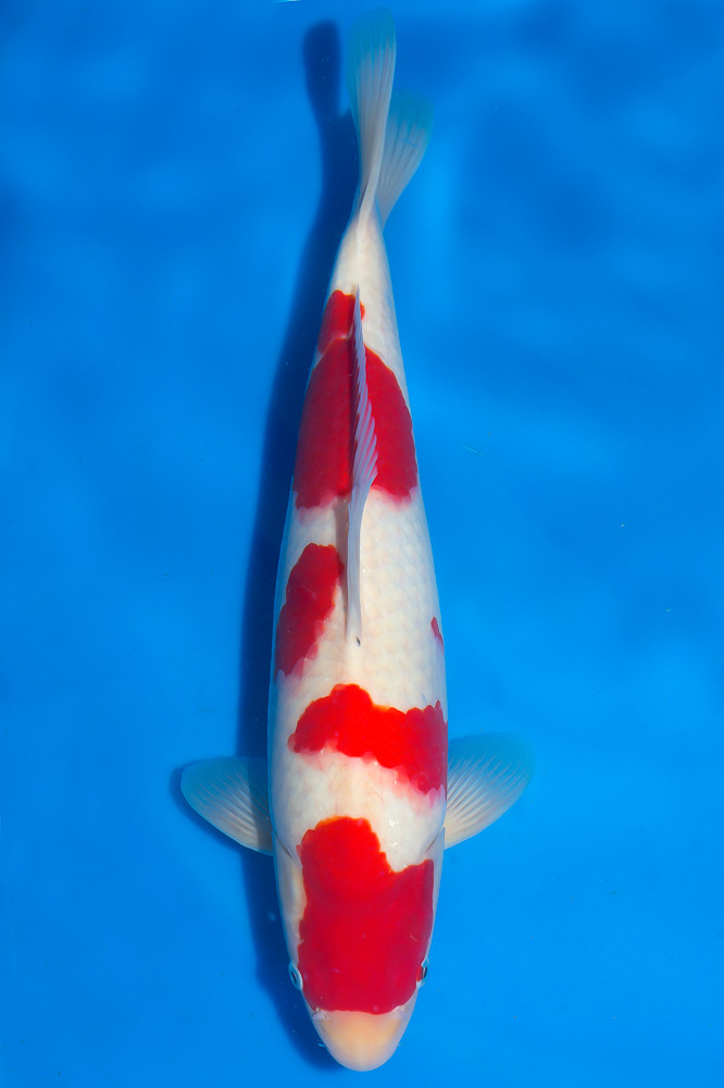 Kohaku-2-F-44cm-B-26A1KV95-DSC_7836-DR5