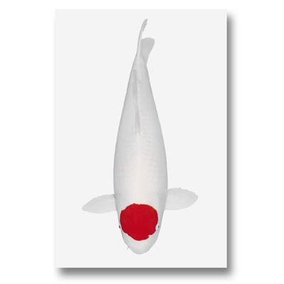 Koi-Autoaufkleber Tancho